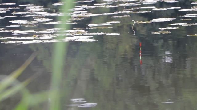 Рыбалка на небольшом пруду. ПОКЛЕВКИ НА ПОПЛАВОК. Очистил место и порыбачил. Отдых для души и тела! смотреть онлайн