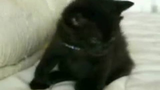 CATS: THE BEST OF THE BEST смотреть онлайн