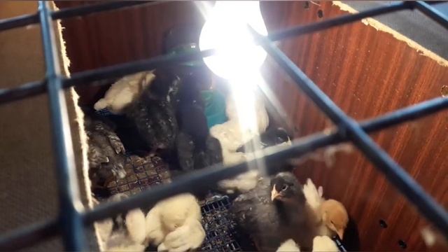 Новый брудер для цыплят. Муж придумал и смастерил новый брудер для цыплят. смотреть онлайн