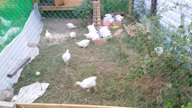 Кормление циплят и курей-несушек кашей с рыбкой;)) смотреть онлайн