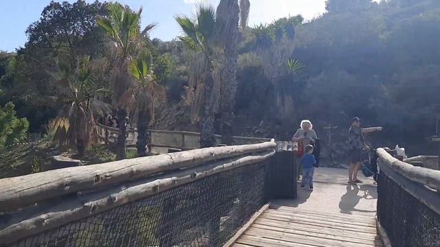 По деревянному мосту над пропастью #spain #zoo #жизньвиспании смотреть онлайн
