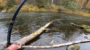 Трофейная форель осени, разловил спиннинг M-Aire tb-63xhs