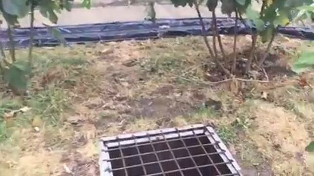 Теплица для инжира Яма смотреть онлайн