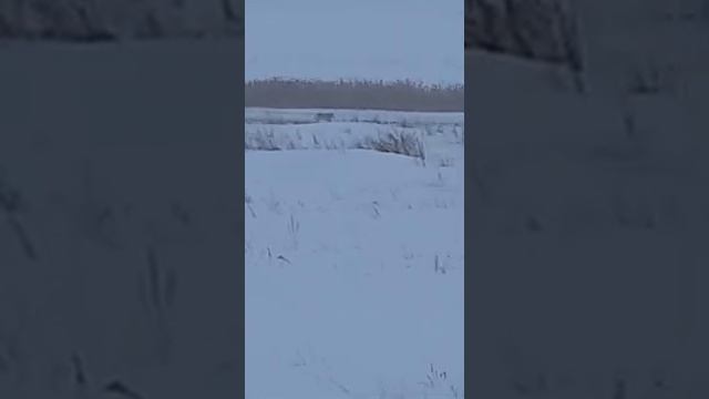 Волк в Боровском🐺