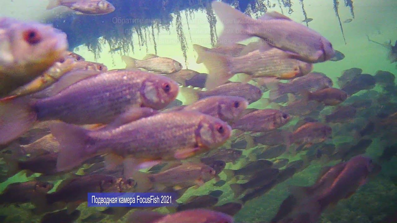 Карась зимой. Подводная съёмка. Подводная камера FocusFish 2021