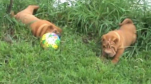 шарпей, щенки девочки для продажи смотреть онлайн