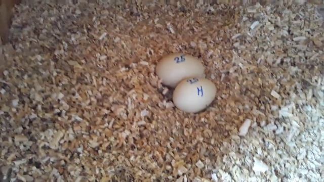 Как подсадить Новую Утку в общее Стадо чтобы ее Не Били. Утки несут Яйца. Интересный Факт о Кенгуру. смотреть онлайн