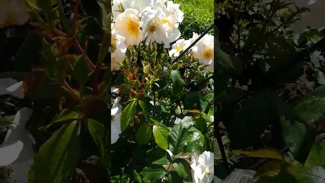 обзор годовалой клумбы. 3.06.2023 смотреть онлайн