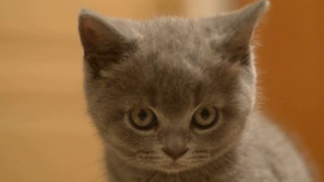 scottish straight cat смотреть онлайн