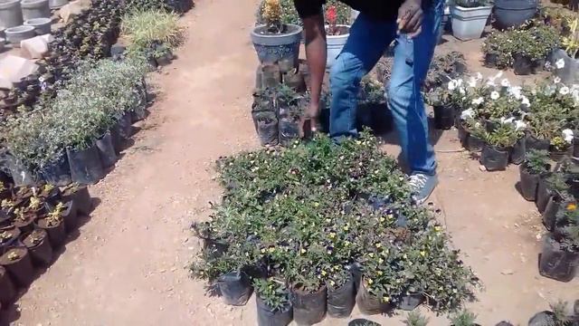 A Visit to Ken Luo's Roadside Nursery | Lusaka | August 2020 смотреть онлайн