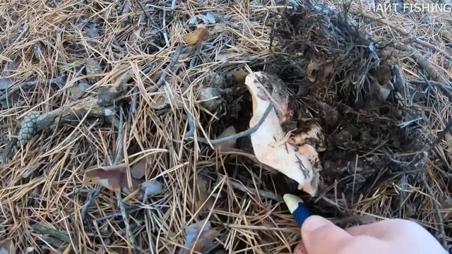 ГРИБНИК НЕ ОЖИДАЛ УВИДЕТЬ СТОЛЬКО ГРИБОВ!!! ЦЕЛЫЕ ПОЛЯНЫ ЗЕЛЕНУШЕК. Сбор грибов смотреть онлайн