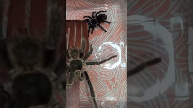 Пятое свидание Машеньки и Стриклера! Запасайтесь валерьянкой! смотреть онлайн