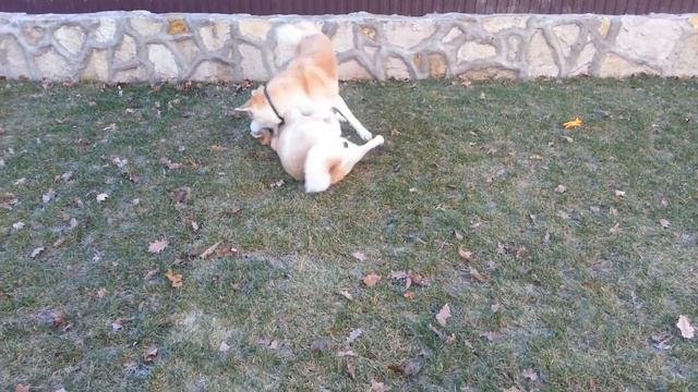 Утро))) смотреть онлайн