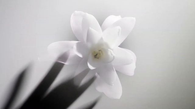 Tom Ford Tubereuse смотреть онлайн