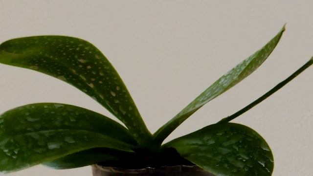 Phalaenopsis bastianii, a cute spotted orchid смотреть онлайн