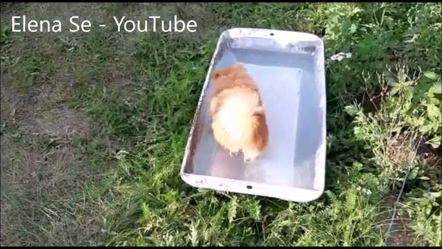 Домик для шпица/шпиц учится плавать/шпиц в модном платье