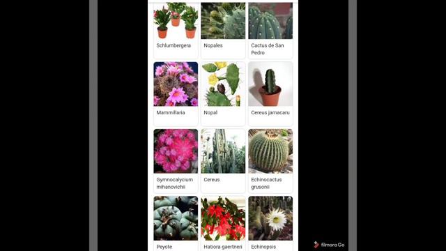 Todas las suculentas 🌿🌿💚 смотреть онлайн