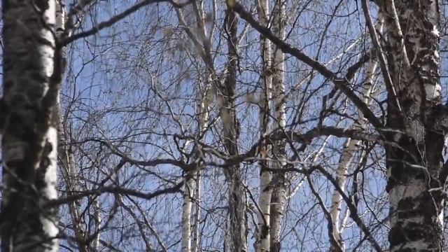 Дятел большой пестрый, трель весенняя / 20 апреля 2016 / 2 часть смотреть онлайн
