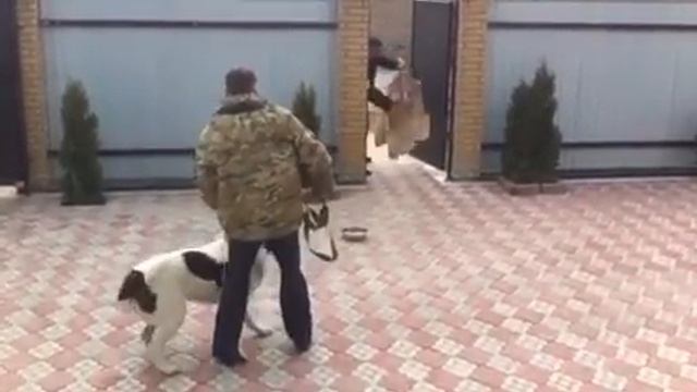 Алабай дрессировка на охрану.Арда смотреть онлайн