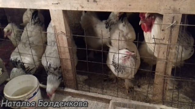 Цыплята брамы. смотреть онлайн