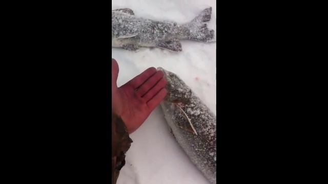 Ловля ленка сетью (часть 3) 09.02.2017 смотреть онлайн