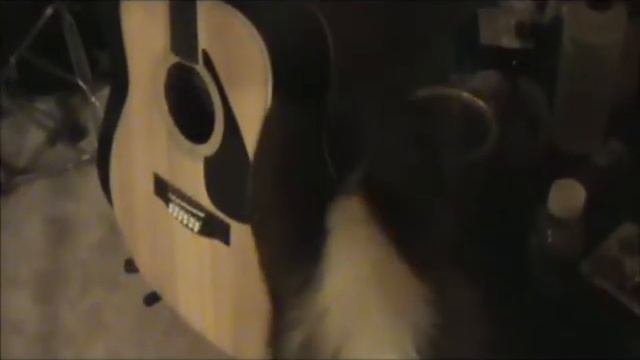 Does Mookie, my Red Siberian Husky, see a #ghost or..?? смотреть онлайн