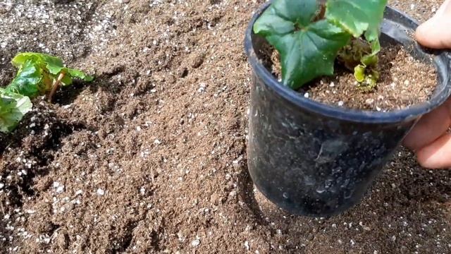 РЕЗУЛЬТАТ УКОРЕНЕНИЯ БЕГОНИИ ЭЛАТИОР! смотреть онлайн