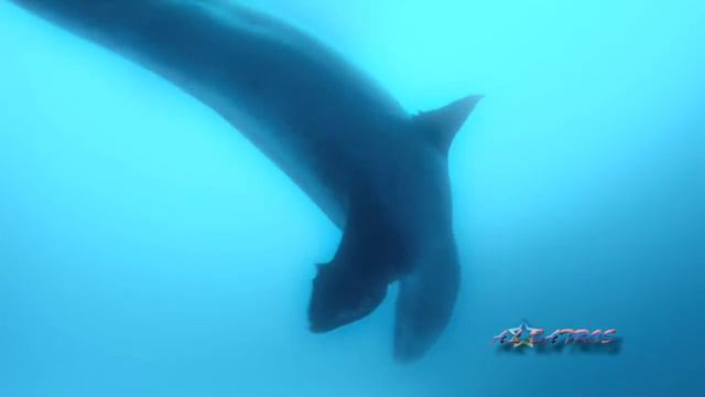 Vangelis - Theme From Antarctica