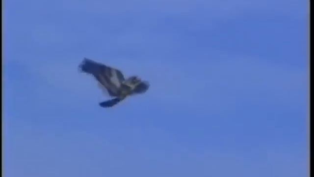 ПЕСКОЖИЛ смотреть онлайн