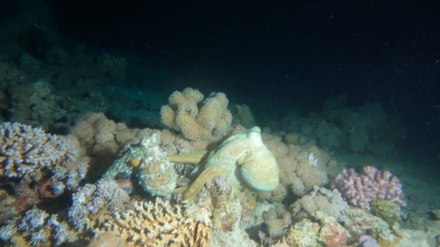 Брачные игры осьминогов! смотреть онлайн