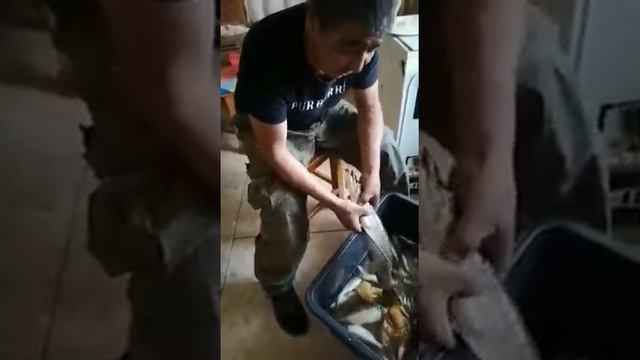 как правильно чистить рыбу смотреть онлайн