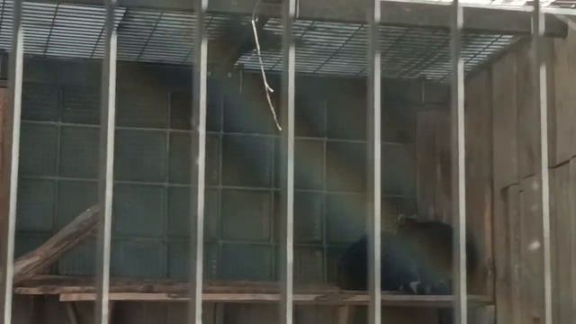 гуляю с классом по Таллинском зоопарке 2 часть смотреть онлайн