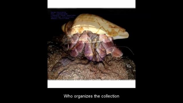 COLLECTION AND EXPORT OF HERMIT CRABS IN INDONESIA by Felix Pramono смотреть онлайн
