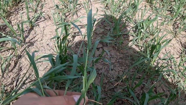 Пшеница посеянная в декабре . Состояние 17.04.2020 смотреть онлайн