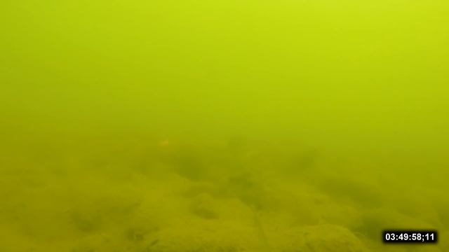 Ловля карпа на бойлы подводная съёмка смотреть онлайн