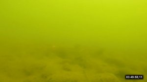 Ловля карпа на бойлы подводная съёмка