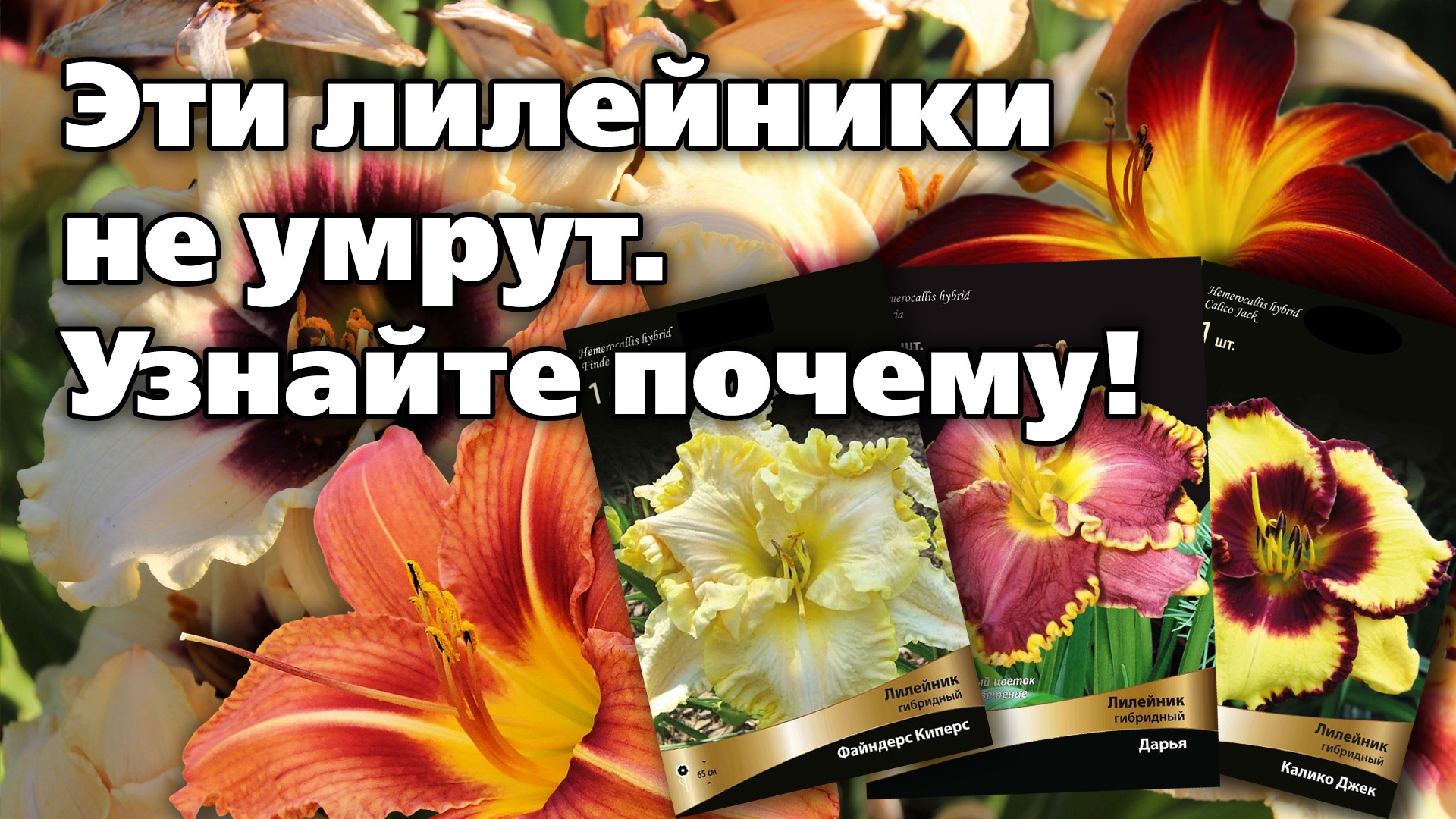 Разоблачаем ТОП самых красивых и крепких сортов лилейников смотреть онлайн
