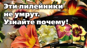 Разоблачаем ТОП самых красивых и крепких сортов лилейников