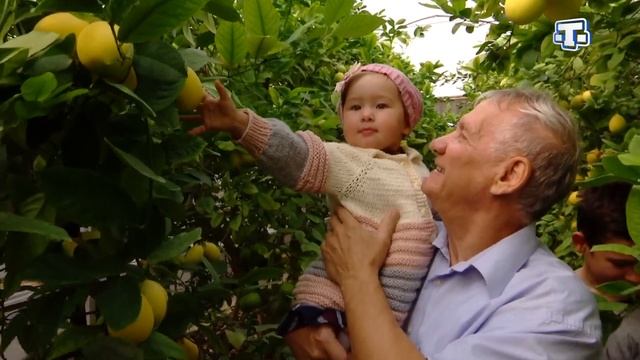 Цитрусовый бум по - крымски: в Саках вырастили лимонарий смотреть онлайн