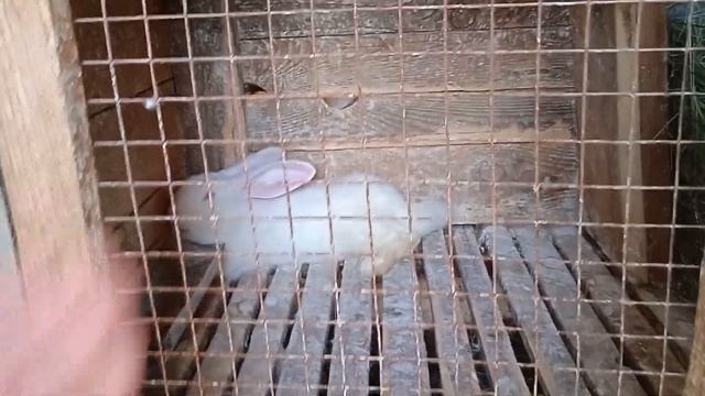 чем можно в жару кормить кроликов смотреть онлайн