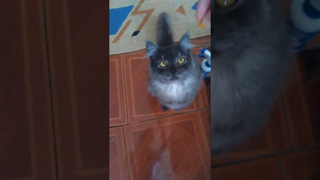 Нехочет выполнять команды под камерой