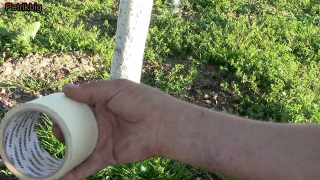 Ловчий пояс на деревьях для муравьев смотреть онлайн