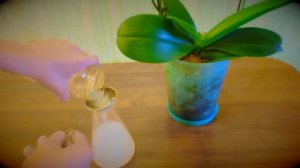 ИЗБАВЛЯЕМСЯ ОТ МОШЕК У ОРХИДЕЙ !!!