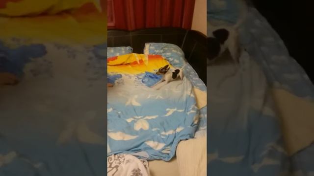 Американский той-фокстерьер. Бегатня после купания!??? смотреть онлайн