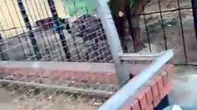 Зоопарк Липецк. Птички смотреть онлайн
