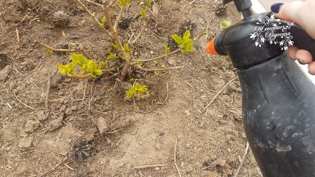 Если гортензия хлорозит! смотреть онлайн