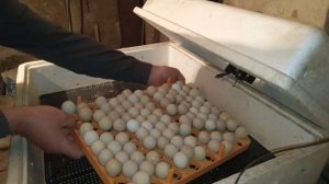 Горная куропатка их разведение