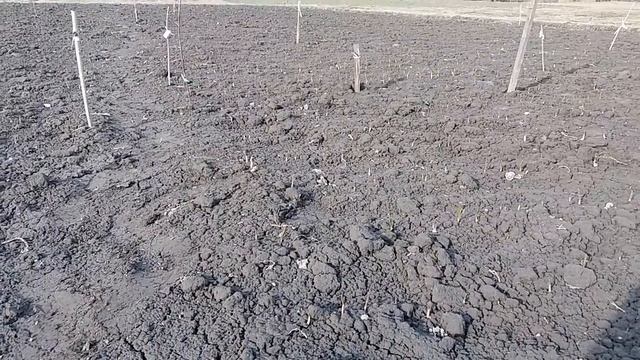 Всходы чеснока на опытном участке на 09 марта 2019. Неделя после внесения азота. Работа с воздушкой смотреть онлайн