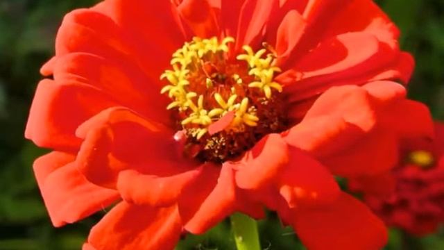 Сентябрь в деревне Оршанский район Витебская область Беларусь. Автор фото Виталий Андрейчук смотреть онлайн