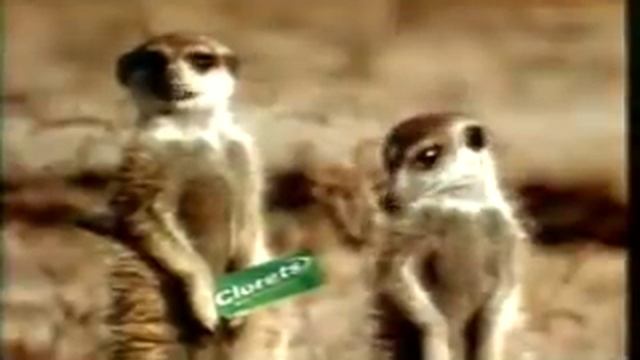 Meerkats tv ad - funniest ad ever! смотреть онлайн